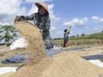 antarafoto-relaksasi-harga-gabah-060624-adb-4.jpg