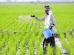sedang_1543807488Usaha-Meningkatkan-Hasil-Pertanian