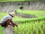 investasi-tanah-di-desa