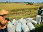 petani-mengemas-gabah-hasil-panen-padi-ke-dalam-karung_210823135216-142