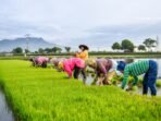 target-pengembangan-lahan-sawah-1faax-dom